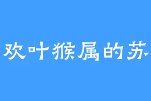 喜欢叶猴属的苏氏