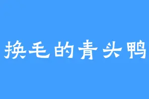 换毛的青头鸭