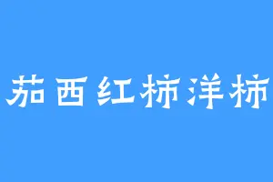 番茄西红柿洋柿子